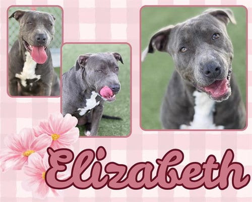 Photo of Elizabeth, adoptable Pit Bull Terrier in Pearland, Texas