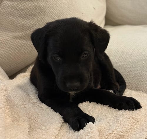 Photo of Lucali, adoptable Flat-coated Retriever in Brooklyn, New York