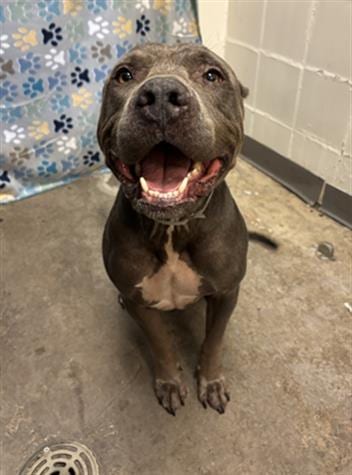 Photo of Erick, adoptable Staffordshire Bull Terrier in Houston, Texas