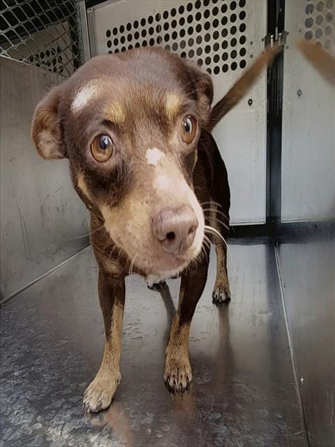 Photo of Penny, adoptable Dachshund in Garland, Texas