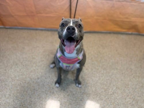 Photo of Pookie, adoptable American Bulldog in Miami, Florida
