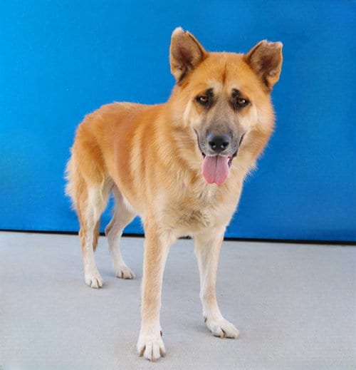 Photo of Principe, adoptable German Shepherd Dog in Baldwin Park, California