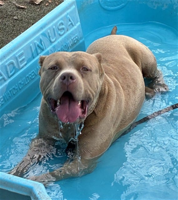 Photo of Senior Pit Bull Terrier, adoptable Pit Bull Terrier in Devore, California