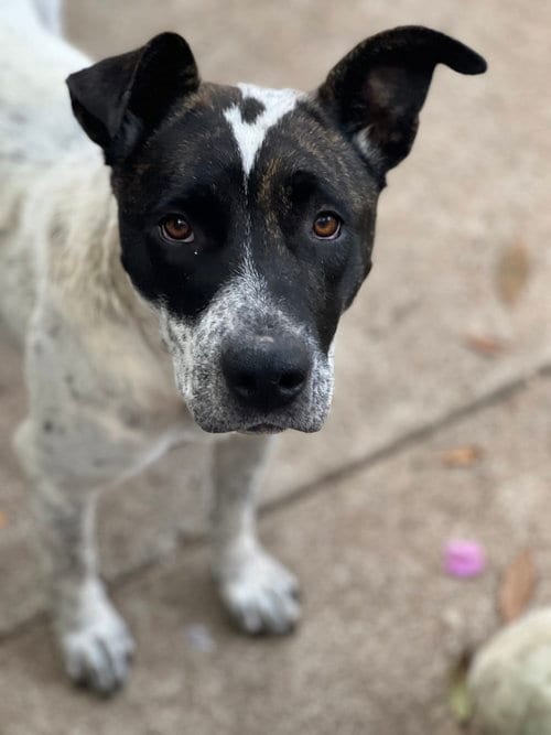 Photo of Journey, adoptable Australian Cattle Dog/Blue Heeler in Dana Point, California