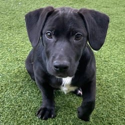 Photo of Mars 9181, adoptable Terrier (Unknown Type, Medium) Mixed Breed (Medium) in Loxahatchee, Florida