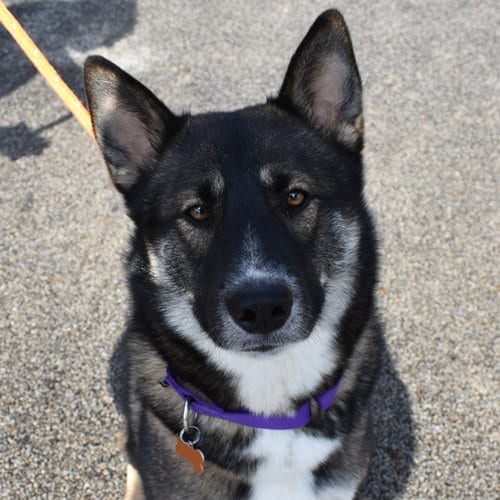 Photo of Scooby Doo, adoptable Shepherd in Normal, Illinois