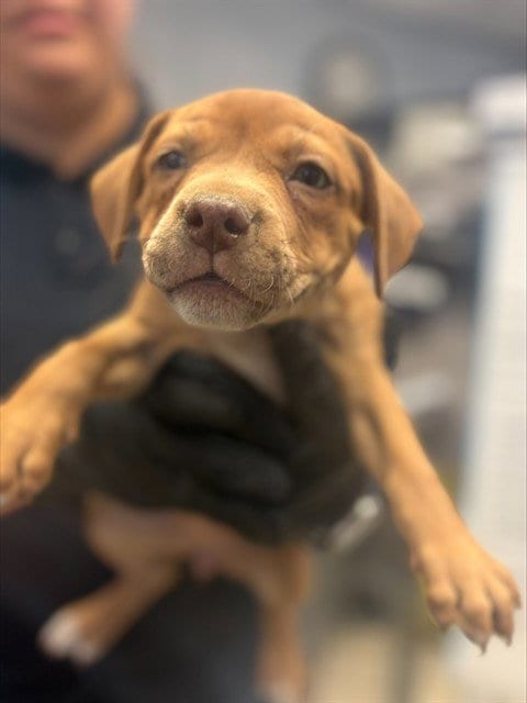 Photo of Theodore, adoptable Terrier in Stockton, California
