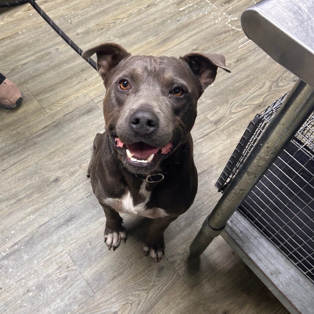 Photo of Skar, adoptable Mixed Breed (Medium) in Summerville, South Carolina