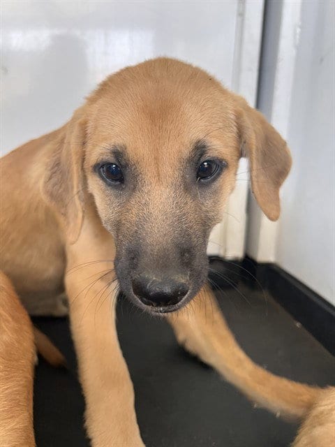 Photo of A170533, adoptable Labrador Retriever in Bakersfield, California