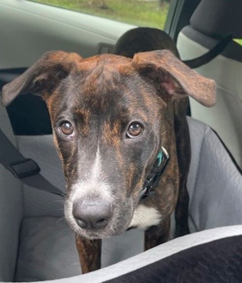 Photo of Tiki, adoptable Plott Hound in Cary, North Carolina