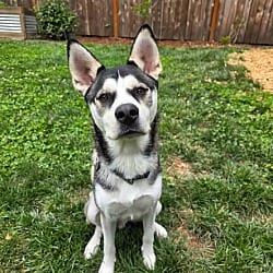 Photo of Bear, adoptable Husky in Salem, Oregon