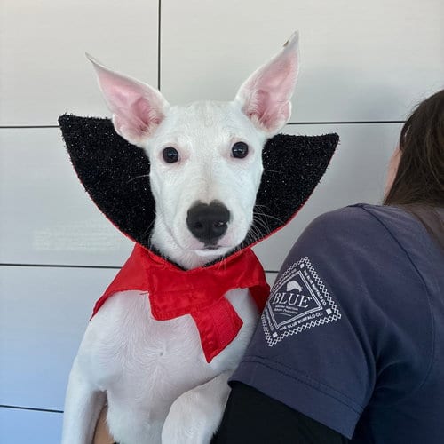 Photo of Turkey, adoptable Unknown breed in Rancho Santa Fe, California