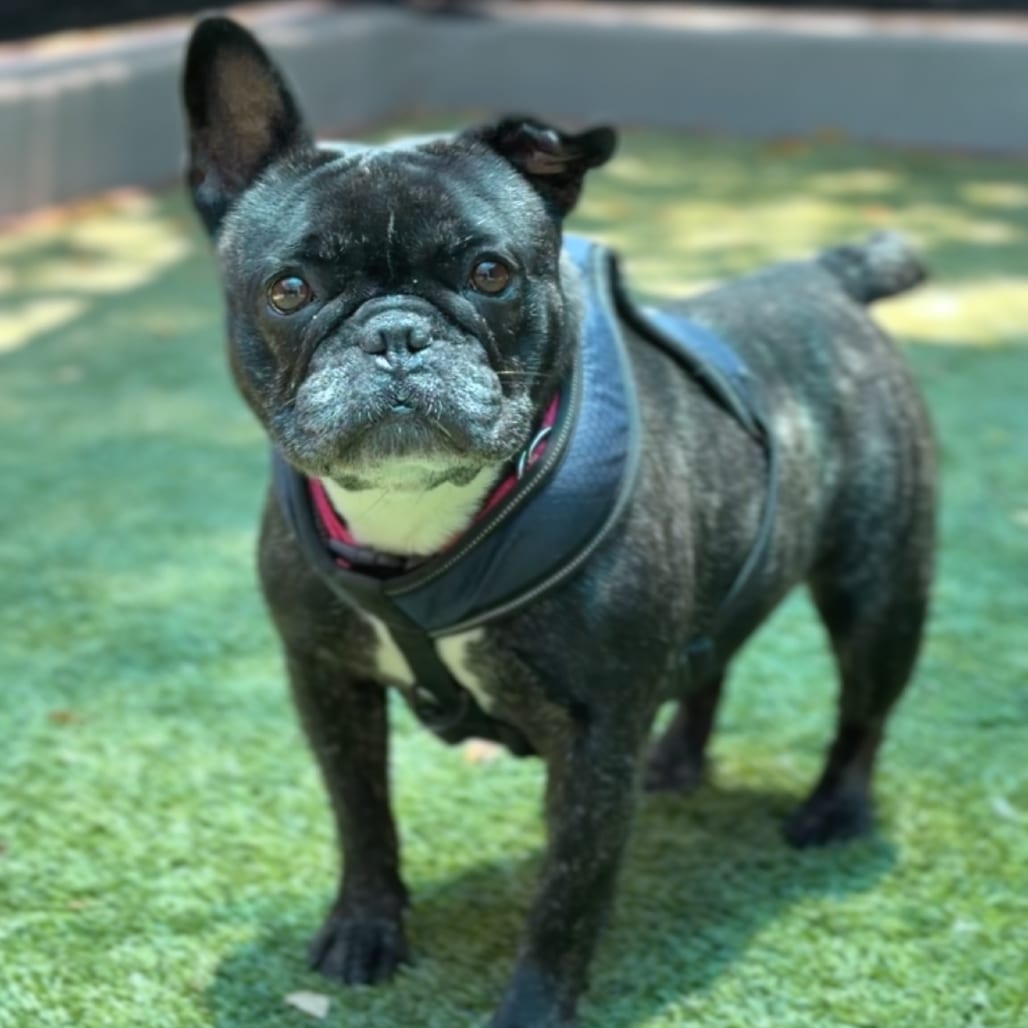 Photo of Reba, adoptable Bulldog, French in St. Charles, Missouri