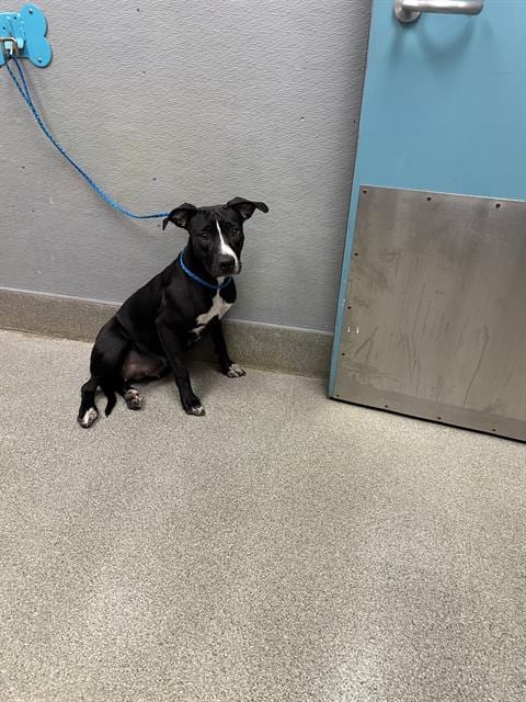 Photo of Winifred, adoptable Labrador Retriever in Las Vegas, Nevada