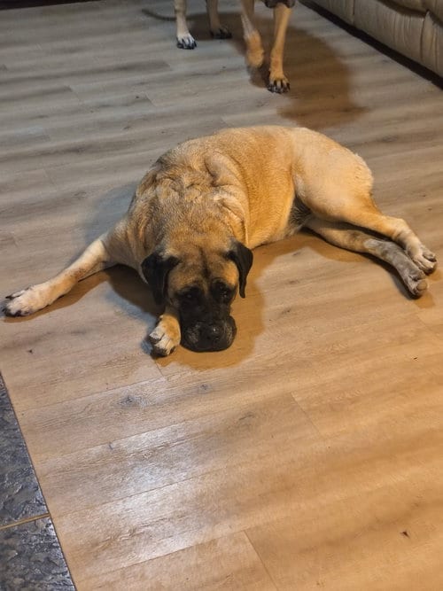 Photo of Rosie, adoptable Mastiff in Goodyear, Arizona