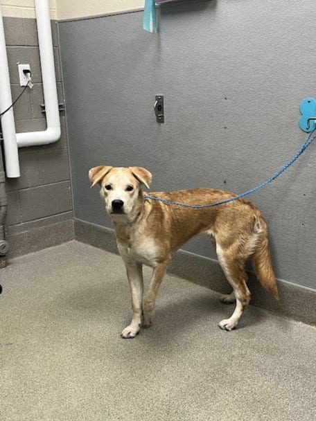 Photo of Sol, adoptable Labrador Retriever in Las Vegas, Nevada