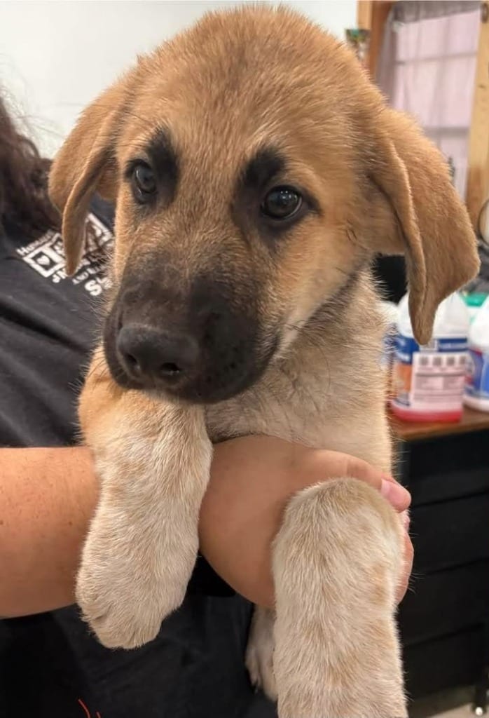 Photo of Apollo, adoptable Anatolian Shepherd in Ocala, Florida