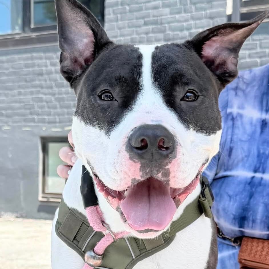 Photo of Moses, adoptable Terrier, American Staffordshire / Mixed Breed (Medium) in Whitestone, New York