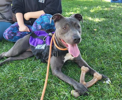 Photo of Lindy, adoptable American Pit Bull Terrier in Albuquerque, New Mexico