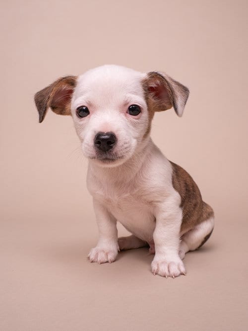 Photo of Discount: Ross, adoptable Chihuahua in Romoland, California