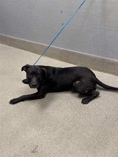 Photo of Sarah, adoptable Labrador Retriever in Las Vegas, Nevada
