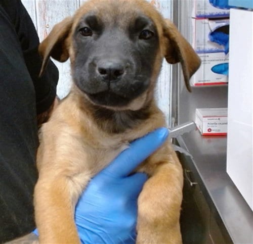 Photo of Moxy, adoptable Belgian Shepherd Malinois in San Bernardino, California