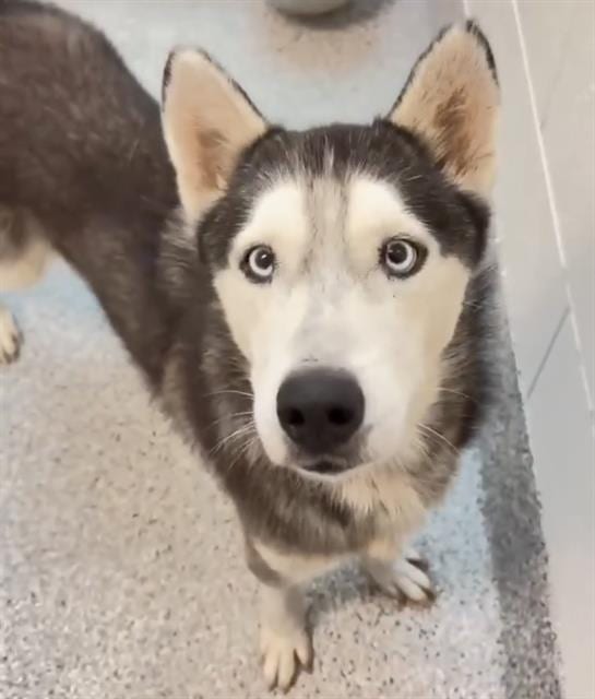 Photo of Senior Siberian Husky, adoptable Siberian Husky in Houston, Texas