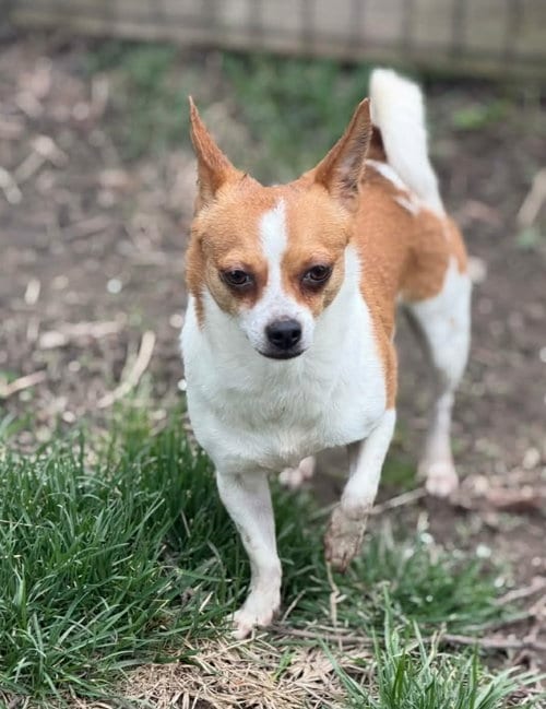 Photo of CeCe, adoptable Chihuahua in Ashville, Ohio