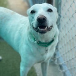 Photo of Melou, adoptable Labrador Retriever Australian Cattle Dog in Lakeland, Florida