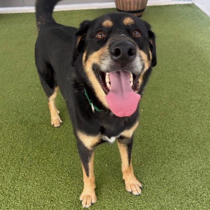 Photo of Beau, adoptable Shepherd, German in Greensboro, North Carolina