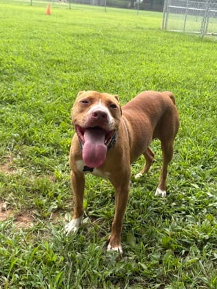 Photo of Buck, adoptable dog in Atlanta, Georgia