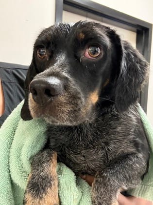 Photo of Mikey, adoptable Beagle/Mix in Raeford, North Carolina