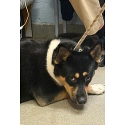 Photo of Rocky, adoptable German Shepherd Dog in Wantagh, New York