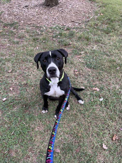 Photo of Toby, adoptable Labrador Retriever in Holly Springs, North Carolina