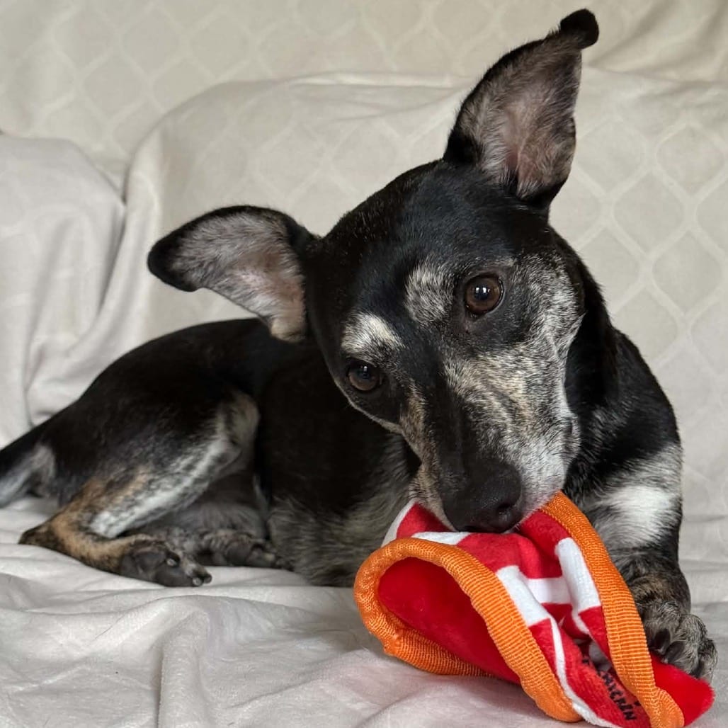 Photo of Dash, adoptable Mixed Breed (Medium) in Buffalo, Minnesota