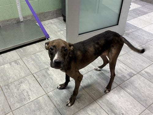 Photo of Dish Soap, adoptable Catahoula Leopard Dog in Grand Prairie, Texas