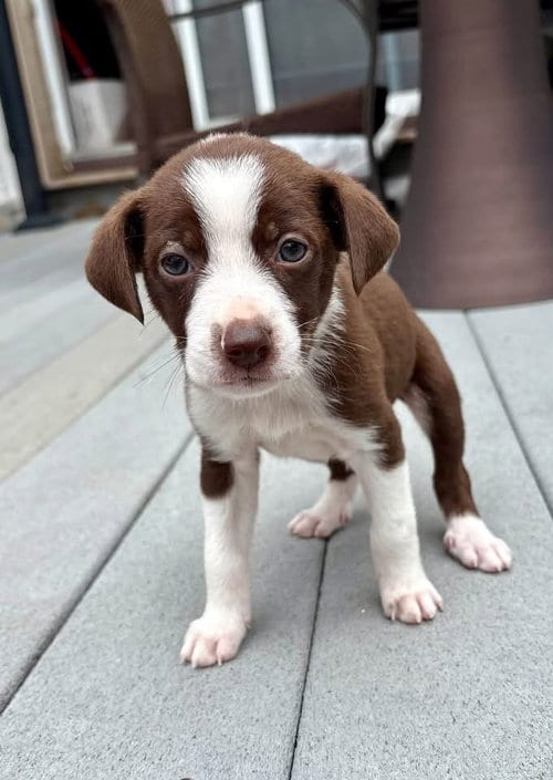 Photo of Otis, adoptable Terrier in Berlin, New Jersey