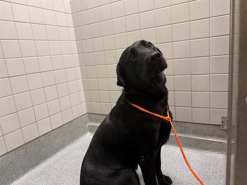 Photo of Michelangelo, adoptable Labrador Retriever in Orange, California