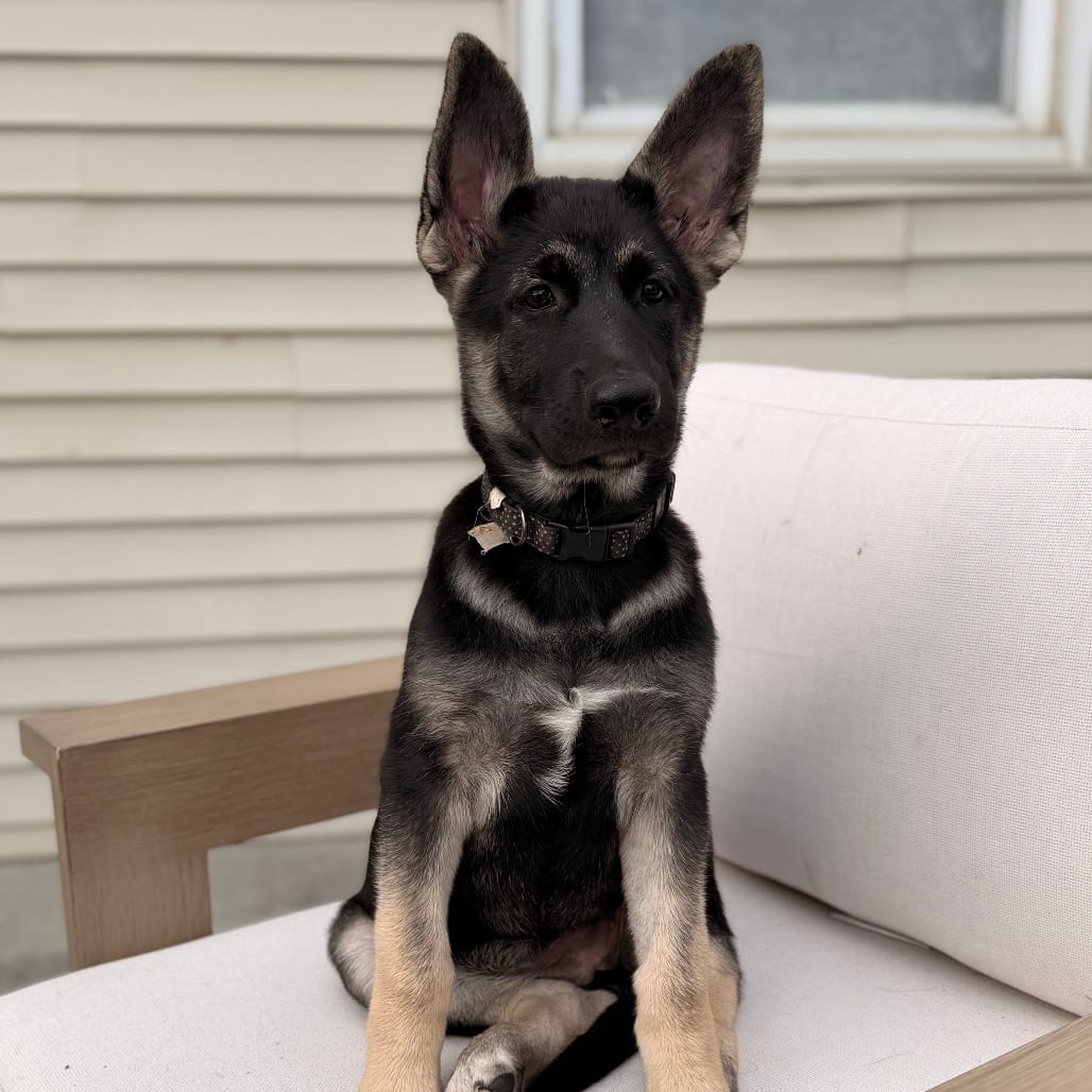 Photo of Barbie, adoptable Shepherd, German / Akita in Iowa and surrounding states, Iowa