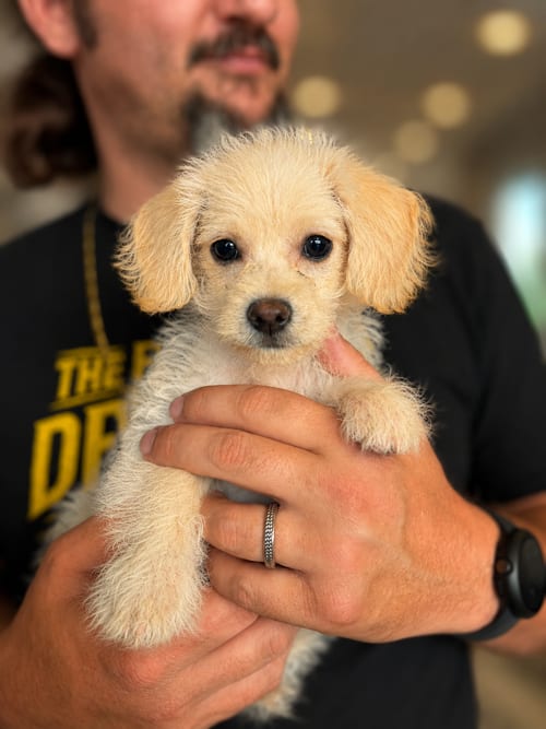 Photo of Cane, adoptable Poodle (Miniature) in Inglewood, California