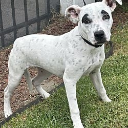 Photo of Amber, adoptable Staffordshire Bull Terrier in Bell Gardens, California