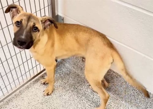 Photo of Warrior, adoptable Black Mouth Cur in Houston, Texas