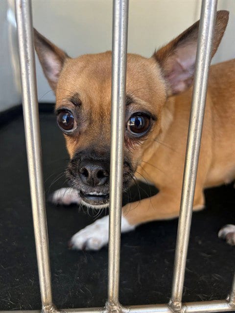 Photo of Honey, adoptable Pug in Bakersfield, California
