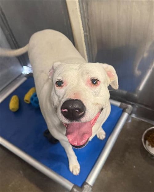 Photo of Shiro, adoptable Pit Bull Terrier in Camarillo, California