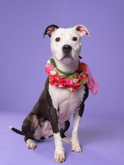Photo of Dutchess, adoptable dog in Atlanta, Georgia