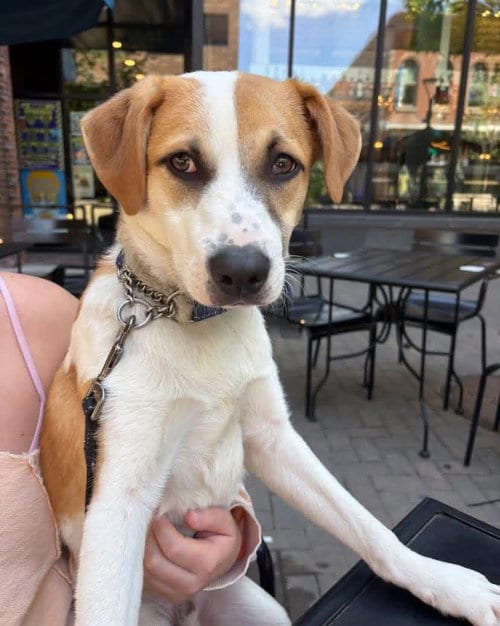 Photo of Birch, adoptable Eskimo Dog in Williamsburg, Iowa