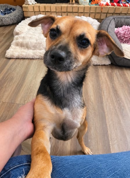 Photo of Teeny, adoptable Unknown breed (short coat) in Cranston, Rhode Island