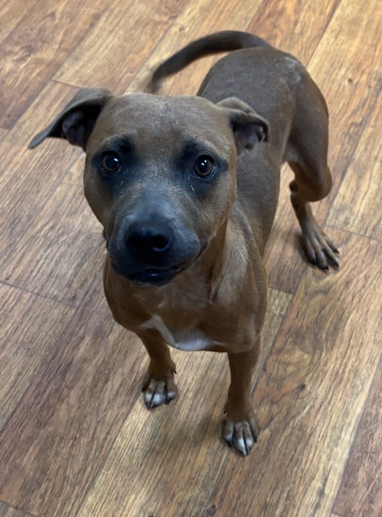 Photo of Nova Nebula, adoptable Mixed Breed in Ocala, Florida