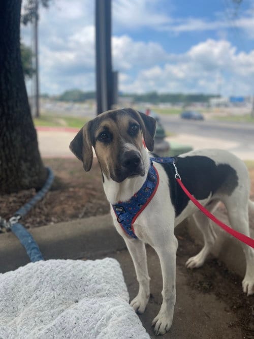 Photo of Rocky, adoptable Catahoula Leopard Dog in Gun Barrel City, Texas