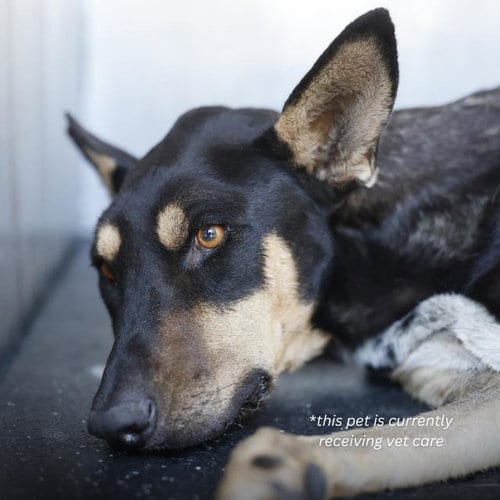 Photo of Birdo, adoptable American Staffordshire Terrier in San Antonio, Texas